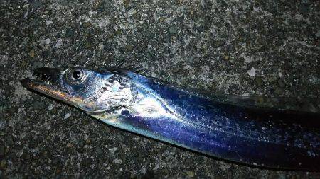 ルアーで太刀魚