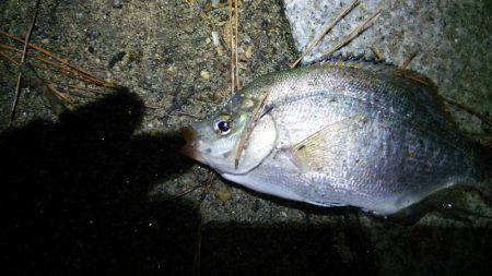 アジ釣れずウミタナゴ