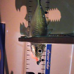 爆風短時間アジング