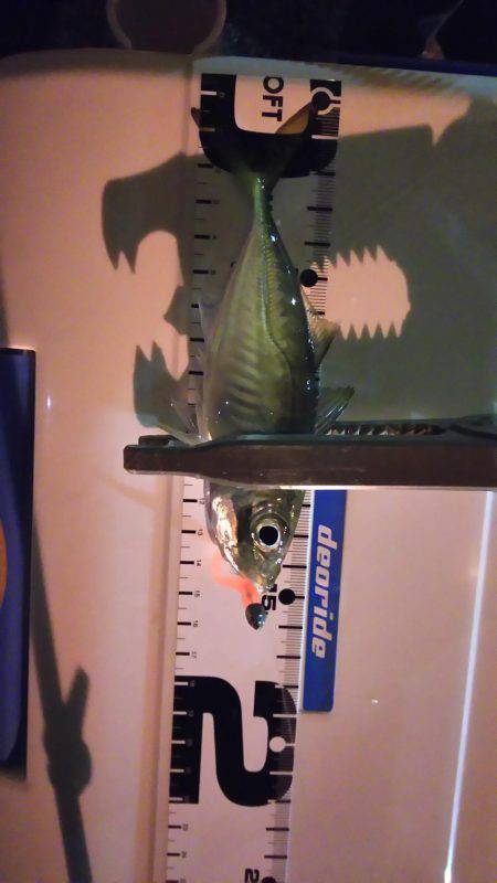 爆風短時間アジング