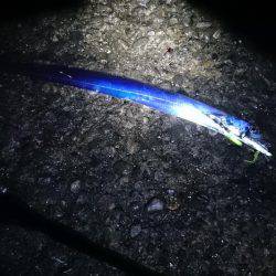 やっと数釣りできた ドラゴン 108cmも