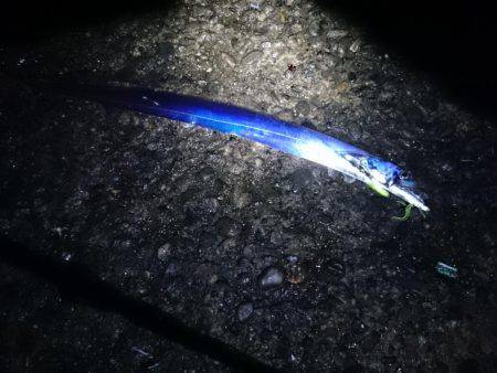 やっと数釣りできた ドラゴン 108cmも