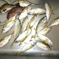 激混み赤灯波止避け 本荘ケーソンへ