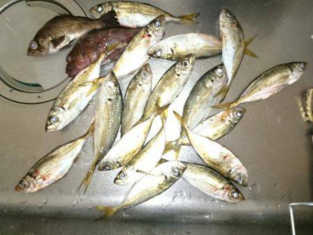 激混み赤灯波止避け 本荘ケーソンへ