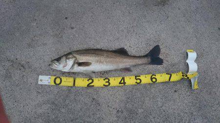 ワインドシーバス