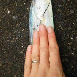 貝塚人工島水路にて太刀魚