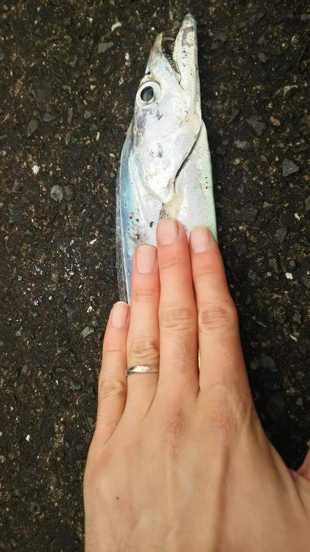 貝塚人工島水路にて太刀魚