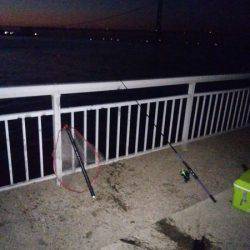 コウイカでした・・・