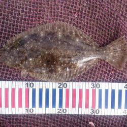 アジののませ釣りでヒラメ２匹！