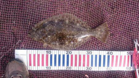 アジののませ釣りでヒラメ２匹！