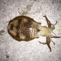 久しぶりのアオリ大漁