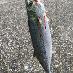 本荘人工島でサゴシ