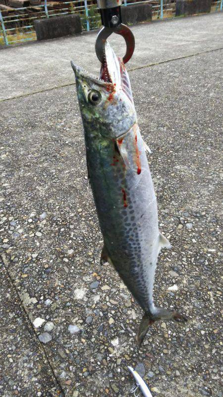 本荘人工島でサゴシ