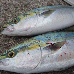 またコウイカ・・・