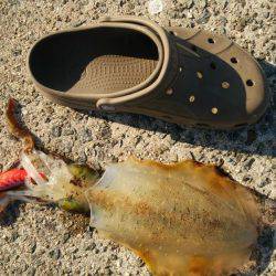 600はあると思いましたが