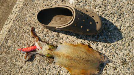 600はあると思いましたが