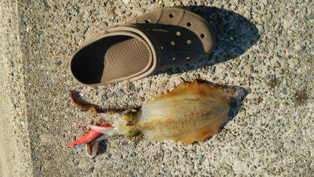 釣り人のマナーの悪さに…