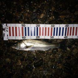 デカいシーバスはいずこに・・・？