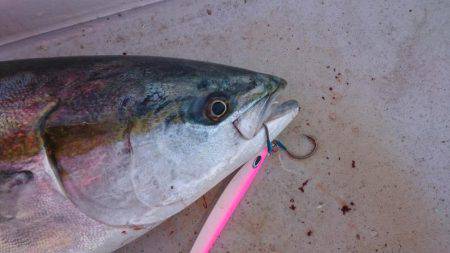 アルバトロス乗船