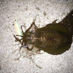 数は釣れたけど型が・・・