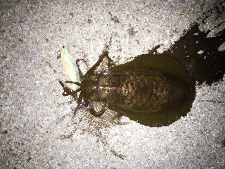 数は釣れたけど型が・・・