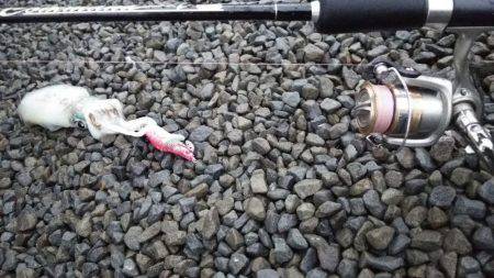 雨でも負けずにエギング