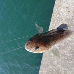 ショアスローアナゴin食品コンビナート