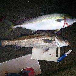 スズキくんとメジロさん仲良く良くほぼ同寸