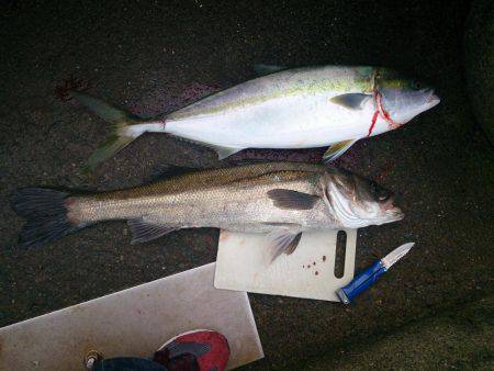 スズキくんとメジロさん仲良く良くほぼ同寸