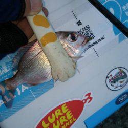 チャリコングからのアジメバリング