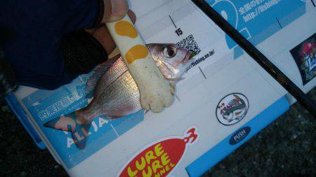 チャリコングからのアジメバリング