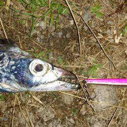 ジグパラマイクロ大活躍！！