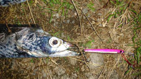 ジグパラマイクロ大活躍！！