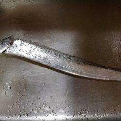 時合いは一瞬でした