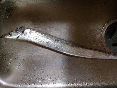 時合いは一瞬でした