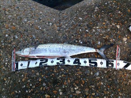 シーバス狙いでサゴシ！