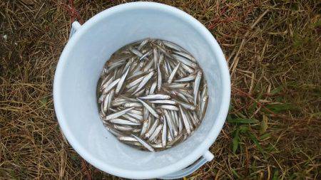 今年初ワカサギ、初場所