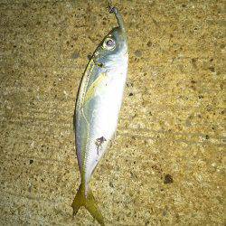 アジを釣りに！