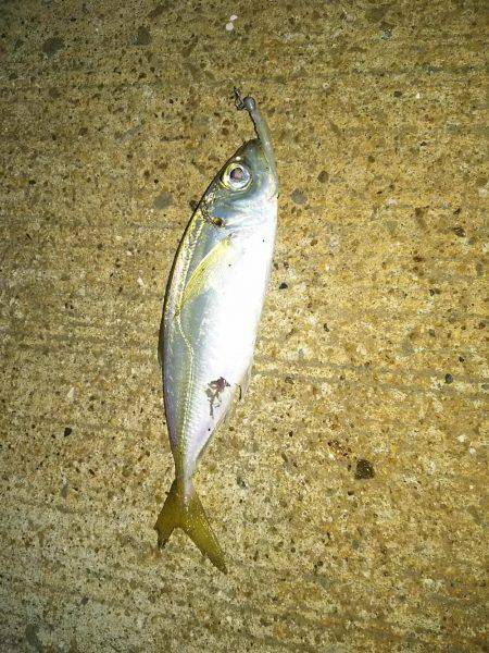 アジを釣りに！