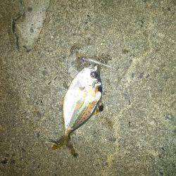 今日もアジ探し