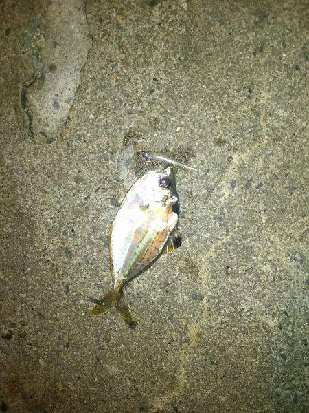 今日もアジ探し