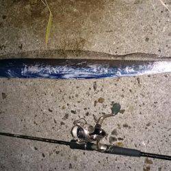 久しぶりの太刀魚