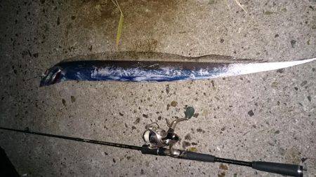 久しぶりの太刀魚