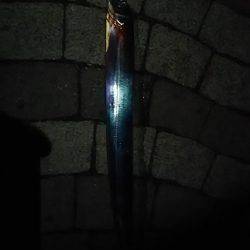 春木ベランダでタチウオ