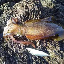 沖磯でアオリイカGET