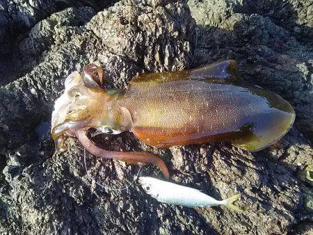 沖磯でアオリイカGET