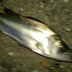 久しぶりにシーバス