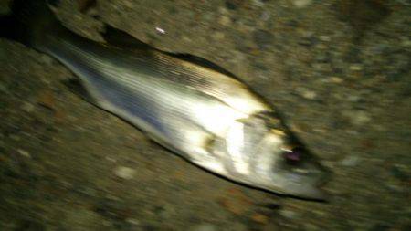 久しぶりにシーバス