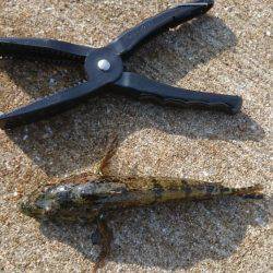 デイロックフィッシュ