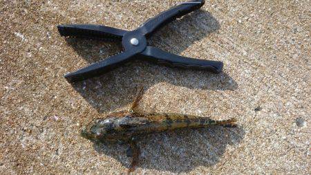 デイロックフィッシュ